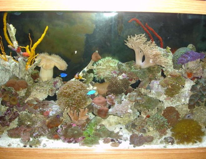 90 gallons reef tank (mostly live coral and fish) - 7 MONTH OLD REEF TANK, FIRST ONE!!!!