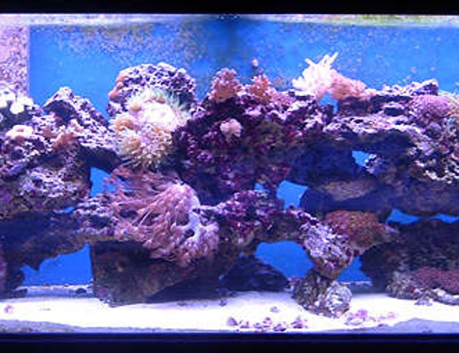 75 gallons reef tank (mostly live coral and fish) - My 75g mixed reef tank.