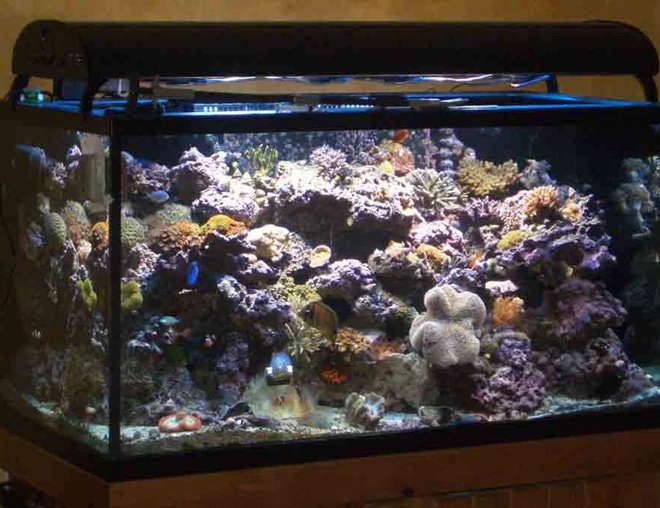160 gallons reef tank (mostly live coral and fish) - Tank as of 11/29/06
Front angle View