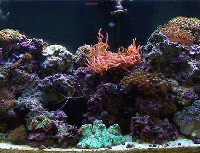 55 gallons reef tank (mostly live coral and fish) - 55gal reef