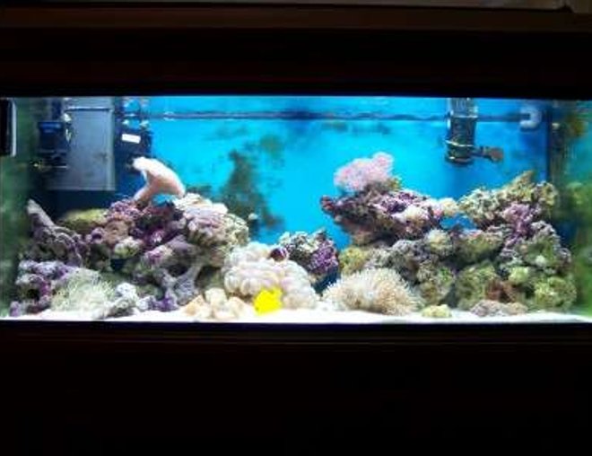 75 gallons reef tank (mostly live coral and fish) - after 4 months