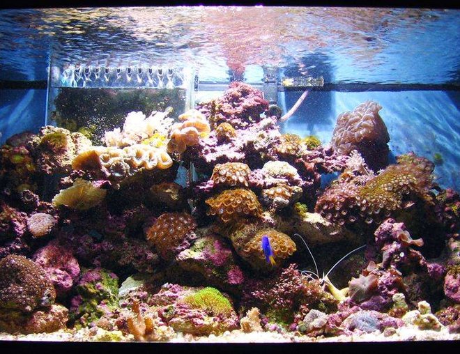 45 gallons reef tank (mostly live coral and fish) - 40 Gallon Breeder