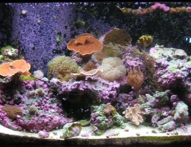 125 gallons reef tank (mostly live coral and fish) - my 125