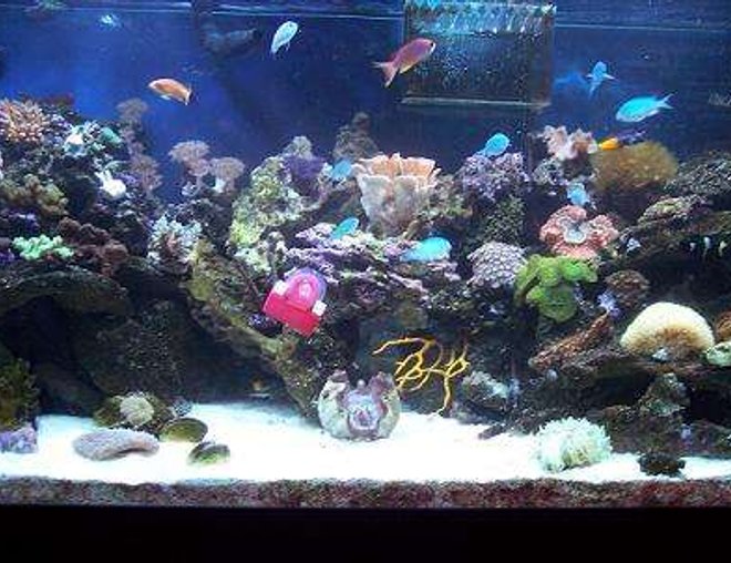 55 gallons reef tank (mostly live coral and fish) - This is our 120 gallon reef tank.