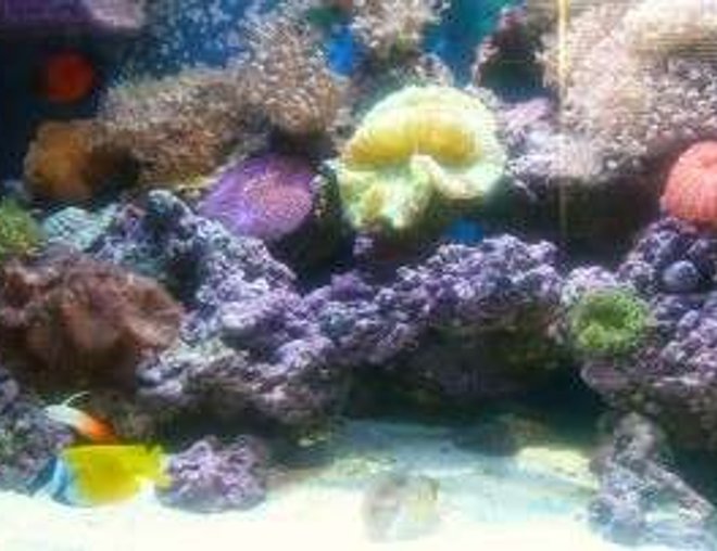 90 gallons reef tank (mostly live coral and fish) - 90 gal reef