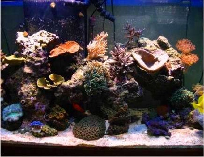 90 gallons reef tank (mostly live coral and fish) - Reef Tank