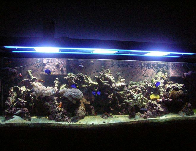 125 gallons reef tank (mostly live coral and fish) - 1 year....
