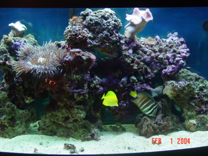 Rated #929: 72 Gallons Reef Tank