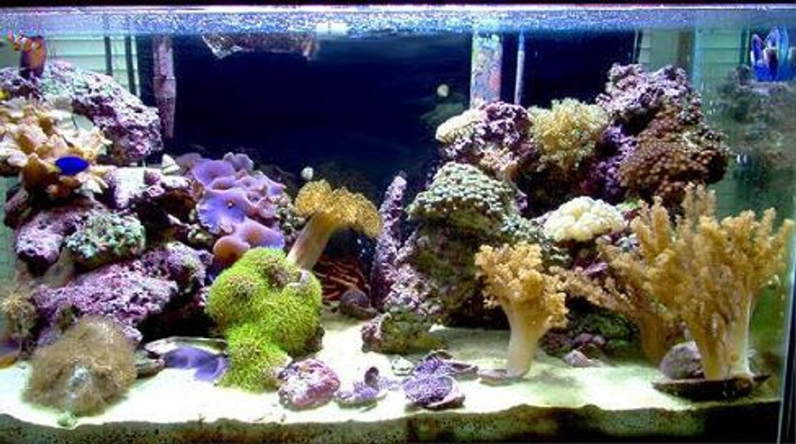 Rated #328: Reef Tank - 40 gal salt (soon to be reef), 45 gal fresh, 29 gal salt fish only