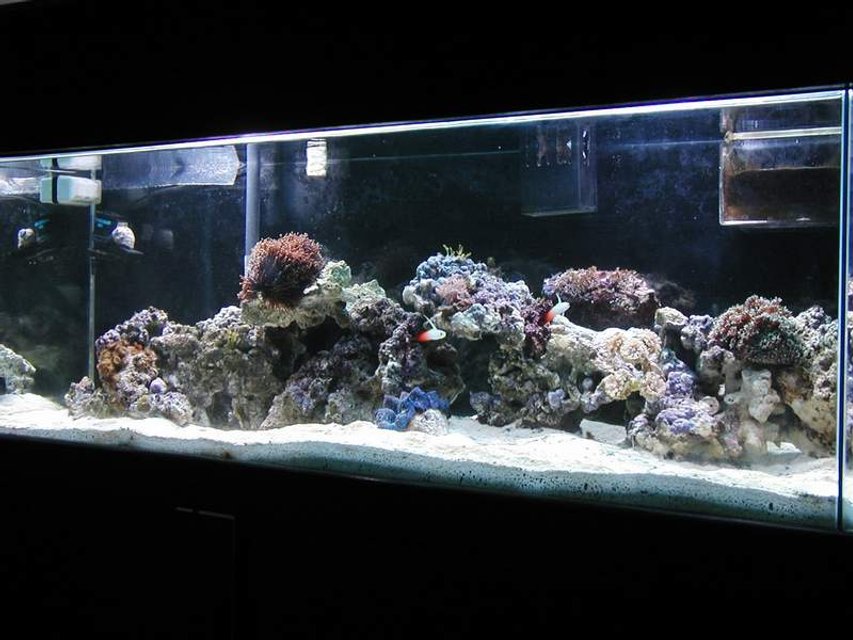 Rated #826: Reef Tank