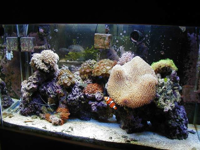 Rated #781: Reef Tank - 29 gallon reef