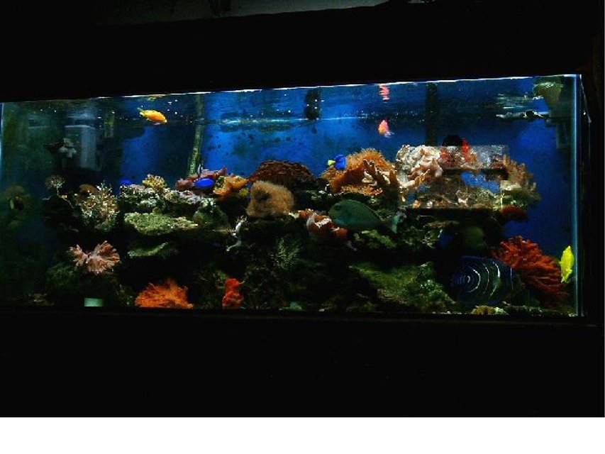 Rated #789: Reef Tank - 1 koran, 1 yellow tail poma female, 1 unicorn tang, 4 damsels, 1 keyhole, 1 potters, 1 clown, 1 yellow wrase, 1yellow and 1 scopa tang, 1 watchman, 1 firefish, 1 bar gobie, 1 anthis, 1 hippo tang, 1 emerald blennie all in a 75-E for 4 years