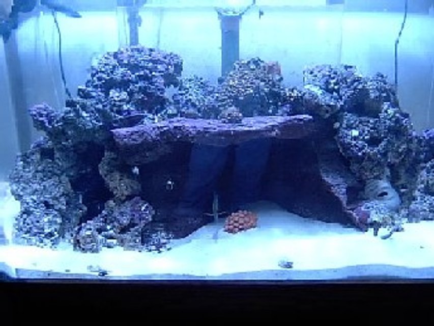 Rated #1178: Reef Tank - 130 custom built 1-250w MH w/XM 20k