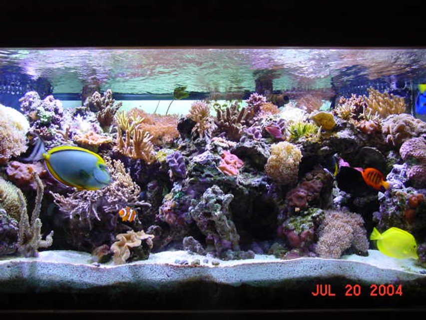 Rated #135: Reef Tank - 120 gal 160lbs live rock 50 gal sump and 30 gal refugium