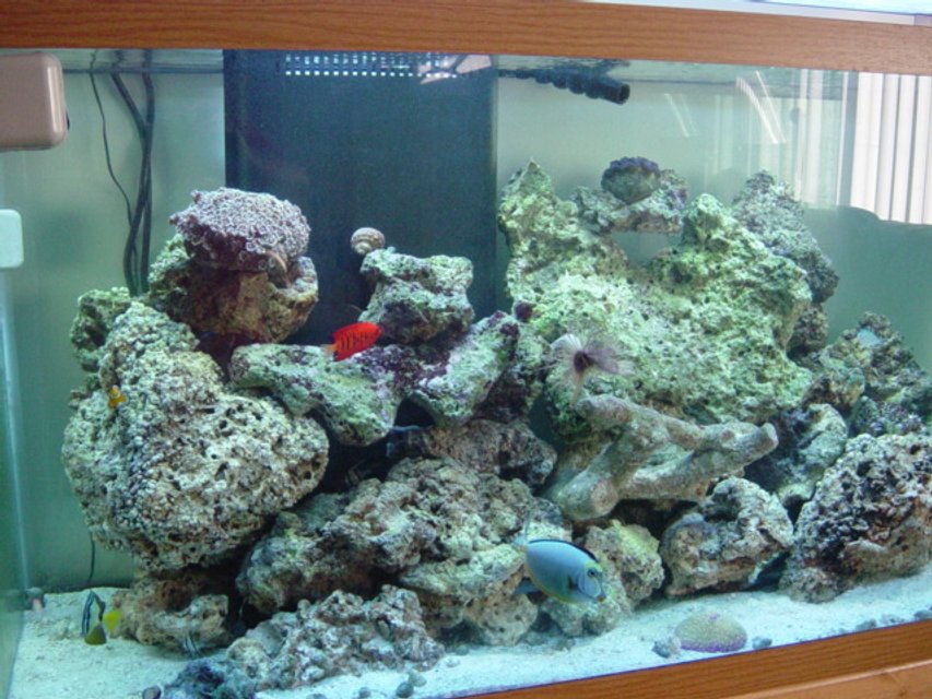 Rated #1249: Reef Tank