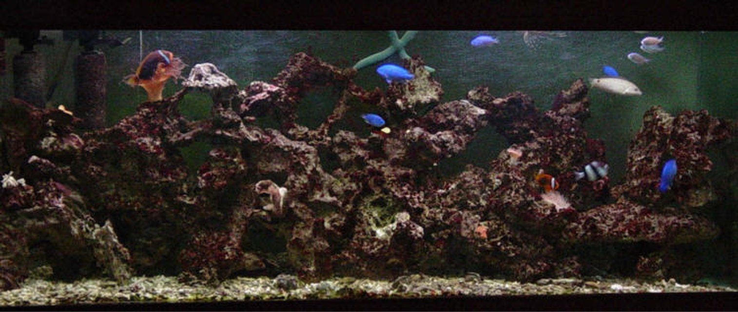 Rated #1227: Reef Tank - 100 Gal salt water tank.