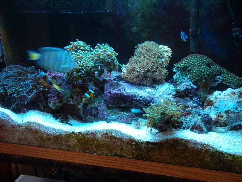 Rated #1106: Reef Tank - 29 gallon reef tank. 2-55 watt helios power compact, excalibur skimmer.