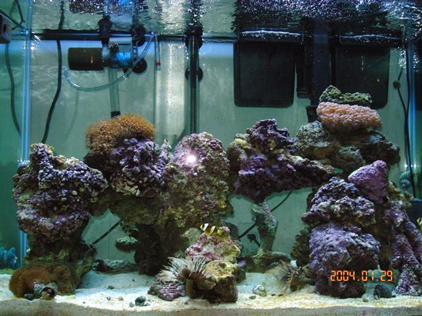 Rated #1172: Reef Tank - 65 gallon tank with shrimp: banded, fire, skunk, 2 soft coral, 1 hard coral, 60lbs live rock 3" sand bed, 5 snails, 10-12 crabs, brittle star, scallop, 3 feather dusters, purple tipped anenome, 2 cucumbers, flame angel, purple firefish, 2 clark clowns, 1 bi-color blenny, 1 purple starfish.