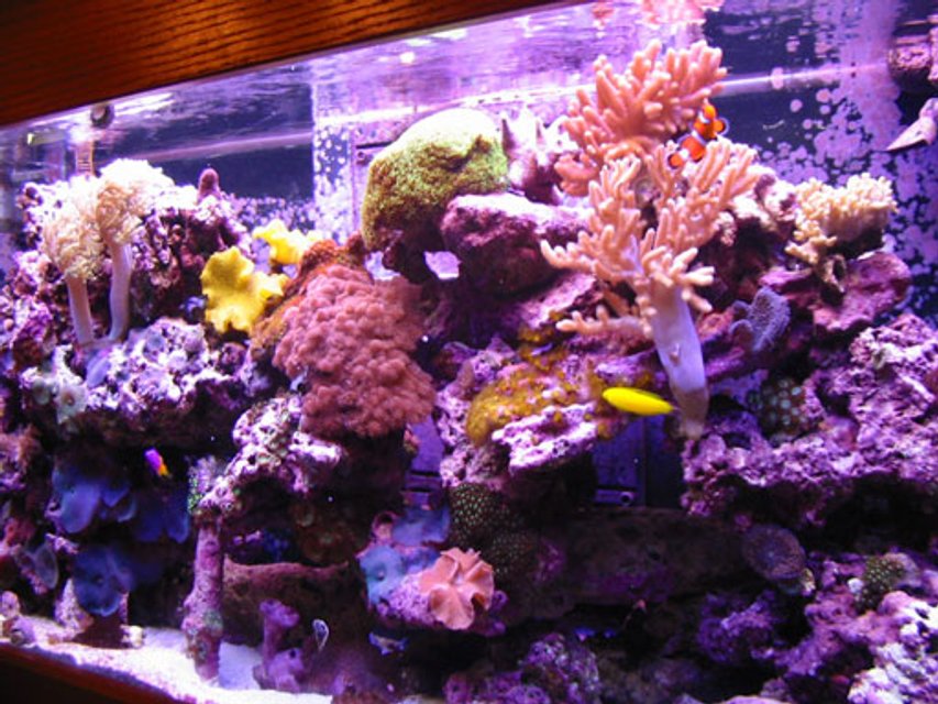 Rated #392: Reef Tank