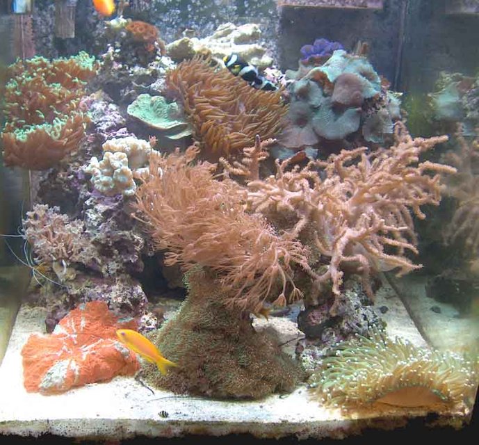 Rated #906: Reef Tank