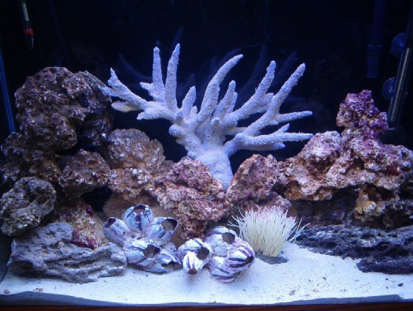 Rated #1265: 33 Gallons Reef Tank - This is day 5