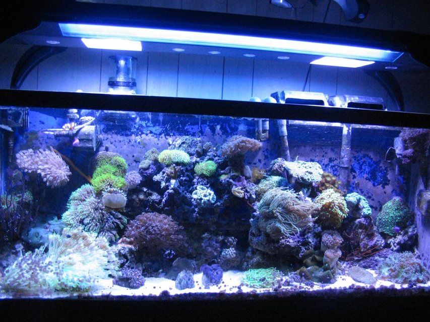 Rated #494: 55 Gallons Reef Tank - 55 gallon Reef Tank