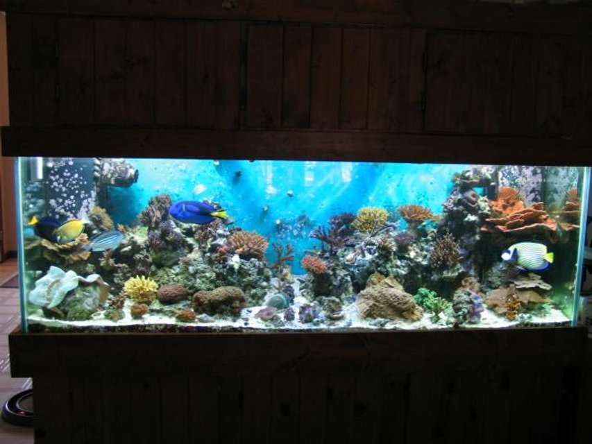 Rated #274: 180 Gallons Reef Tank - 180 Gallon Reef Tank