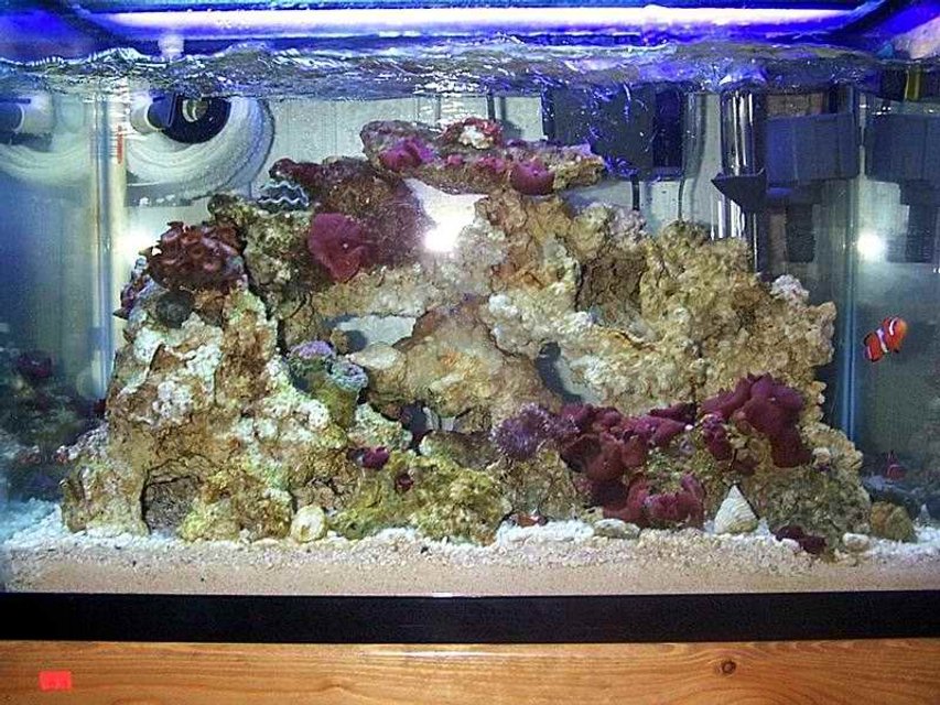 Rated #1201: Reef Tank