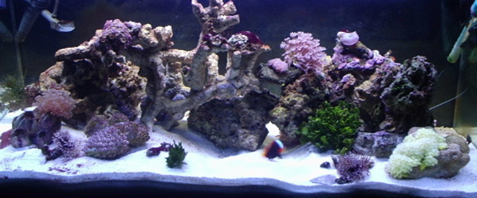 Rated #987: Reef Tank - 40 gallon
