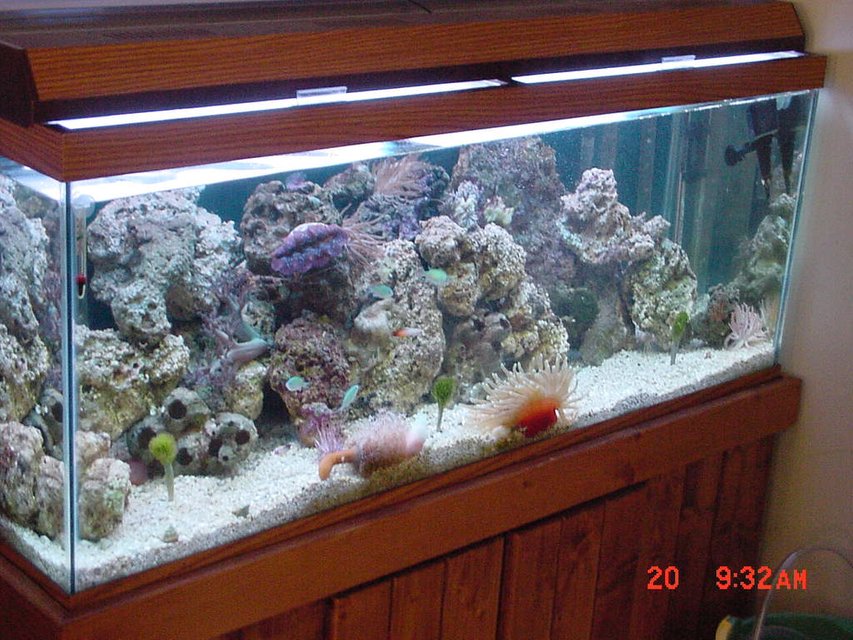 Rated #1054: Reef Tank