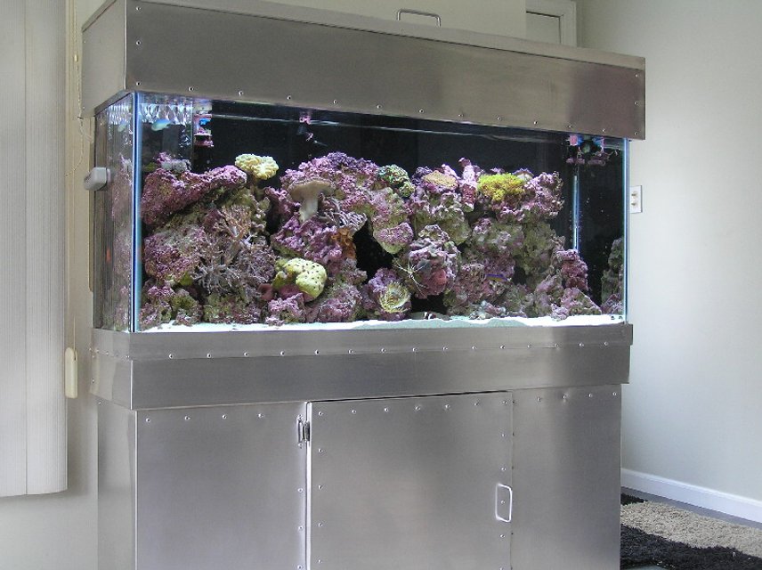 Rated #447: Reef Tank