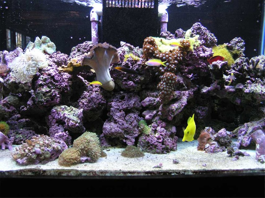 Rated #690: 125 Gallons Reef Tank - Front