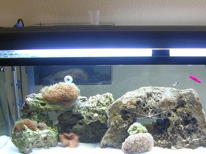 Rated #1176: 60 Gallons Reef Tank - My Tank