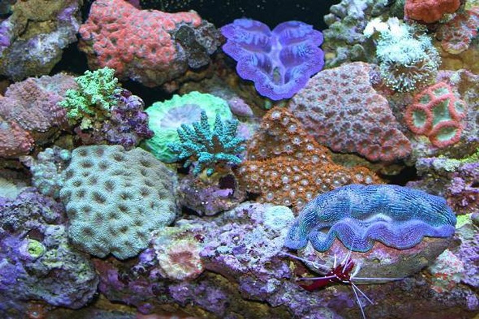 Rated #235: 300 Gallons Reef Tank - Part of my reef