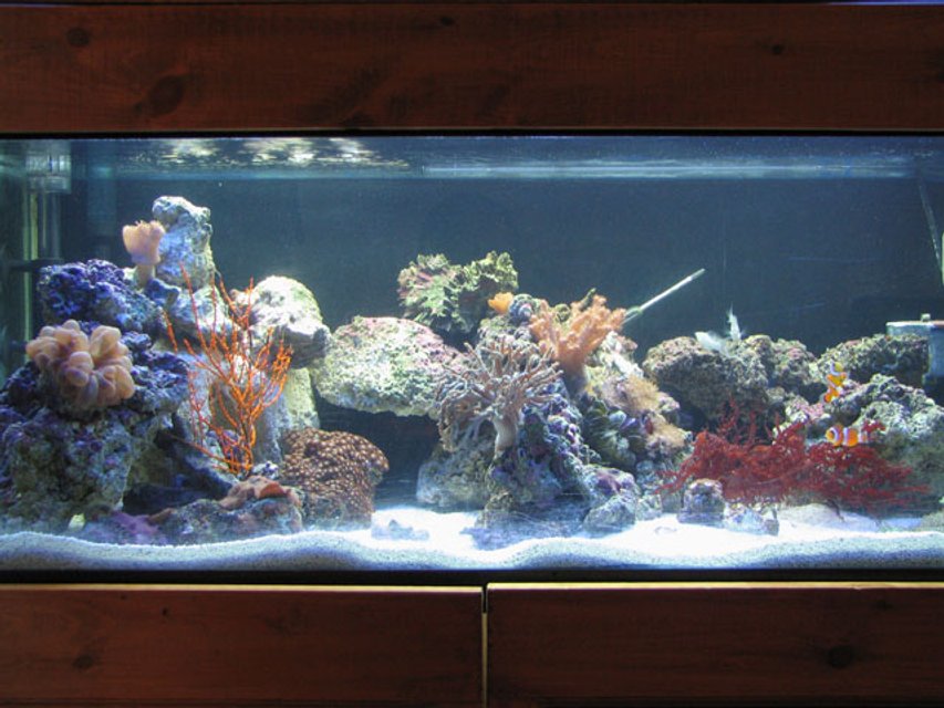 Rated #805: 40 Gallons Reef Tank - 40 gallon breeder,  t5ho lighting, ac500,ac802 powerhead, coralife super skimmmer 65