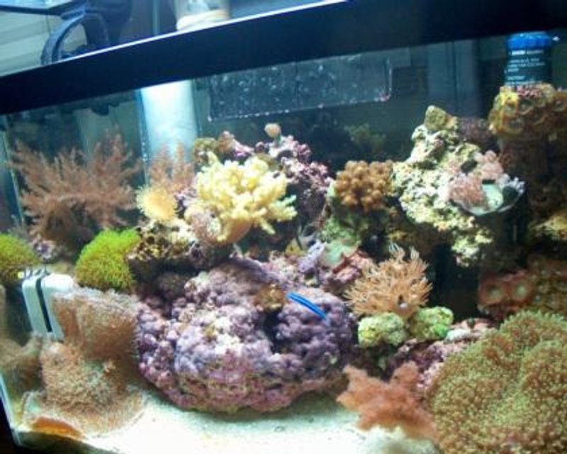 Rated #898: 10 Gallons Reef Tank - Full Tank Shot