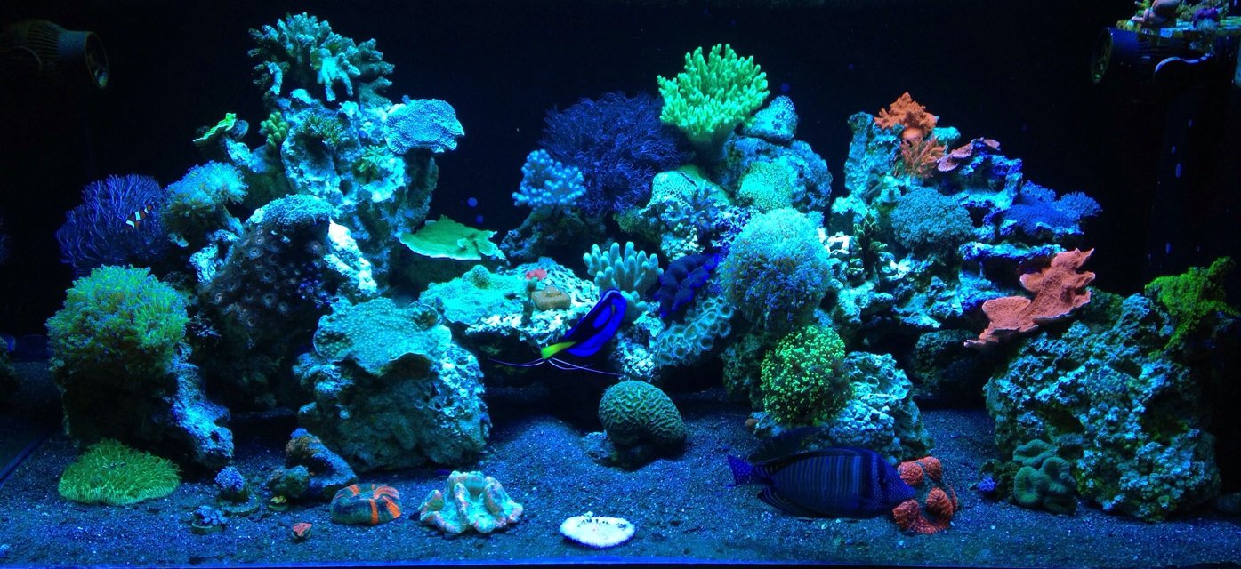 Rated #113: 187 Gallons Reef Tank - ReEfErAdDiCt'S 187 Gallon Mixed Reef