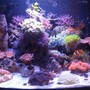 29 gallons reef tank (mostly live coral and fish) - Full tank shot