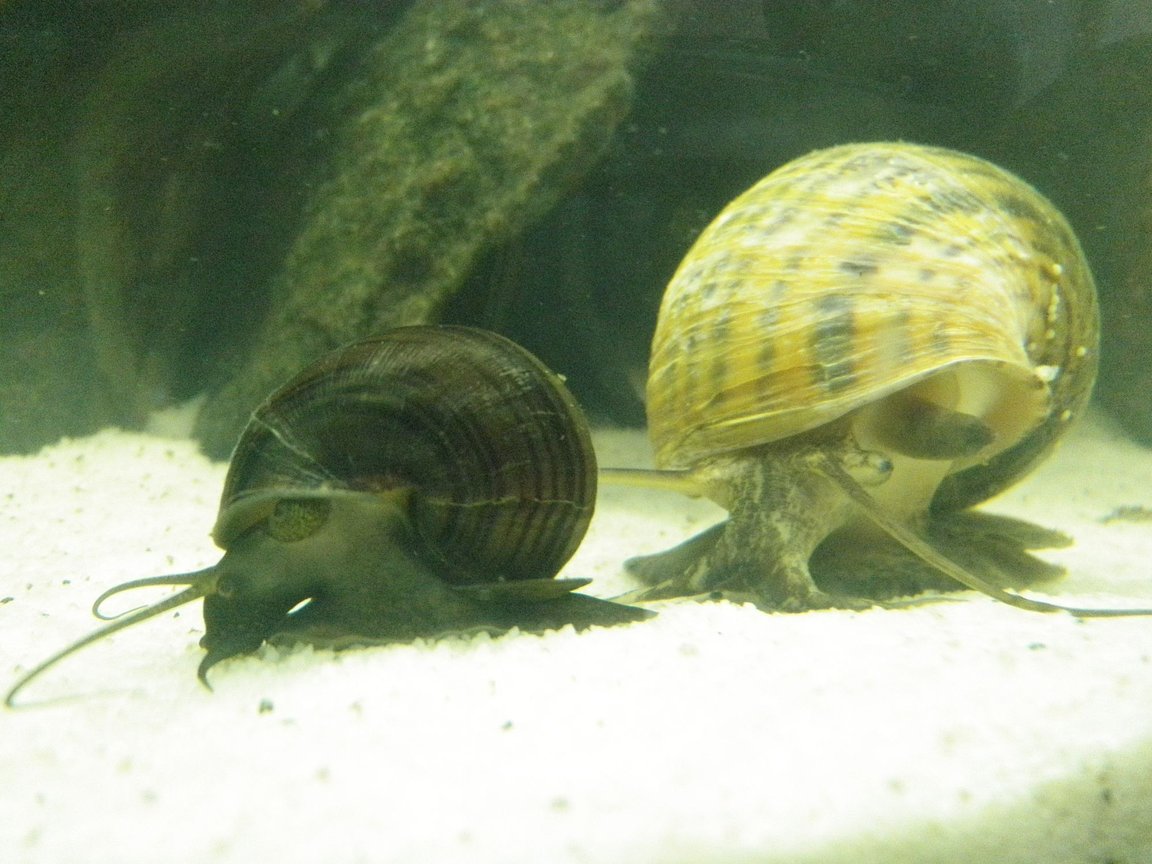 corals inverts - pomacea canaliculata - apple snail stocking in 46 gallons tank - My apple snails