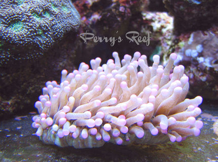 plate coral long tentacle