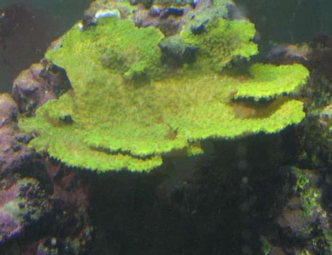 corals inverts - montipora capricornis - green apple cap coral stocking in 120 gallons tank - Green Monty
