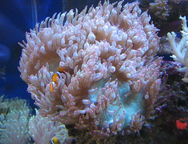 corals inverts - catalaphyllia jardinei - elegance coral stocking in 225 gallons tank - Red Tip Elegant