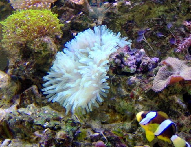 corals inverts - condylactis gigantea - condy anemone stocking in 36 gallons tank - Clarkii Clown heading off to his anemone