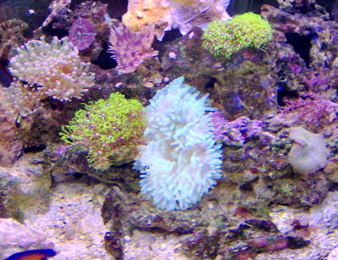 corals inverts - condylactis gigantea - condy anemone stocking in 36 gallons tank - lots to look at here