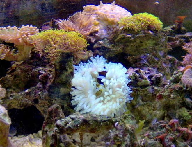 corals inverts - condylactis gigantea - condy anemone stocking in 36 gallons tank - blah