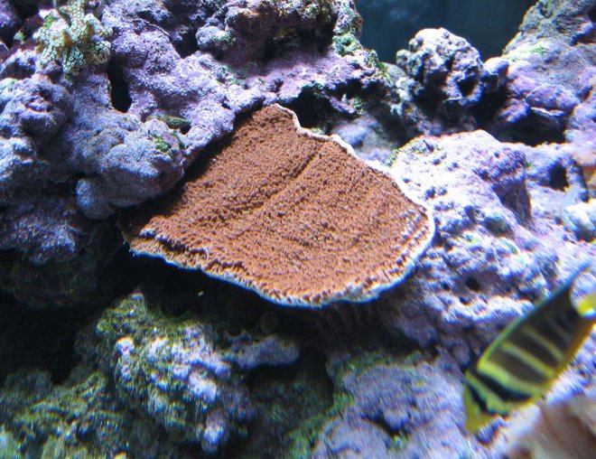 corals inverts - montipora capricornis - montipora capricornis, red stocking in 160 gallons tank - Red Montipora Cup