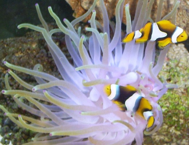 corals inverts - condylactis gigantea - condy anemone stocking in 110 gallons tank - Enemeny