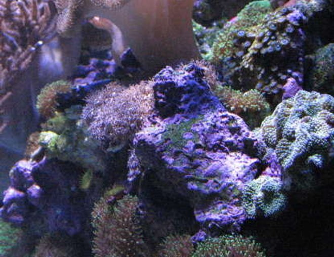 corals inverts stocking in 120 gallons tank - side view