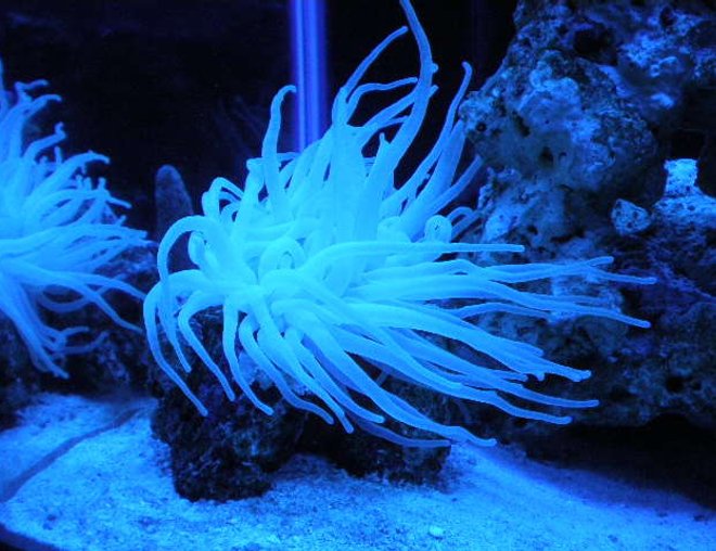 corals inverts - condylactis gigantea - condy anemone stocking in 20 gallons tank - new