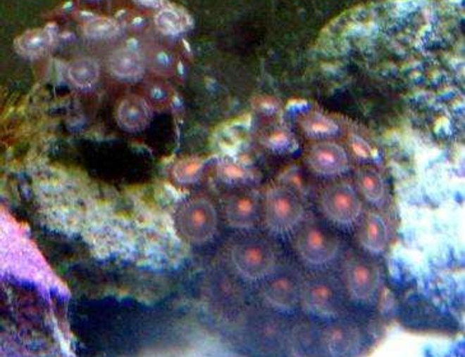 corals inverts - zoanthus sp. - colony polyp, orange spot stocking in 10 gallons tank - zoas
